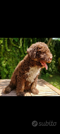 Lagotto Romagnolo