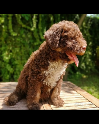 Lagotto Romagnolo