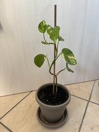 Piantina di Photos variegato