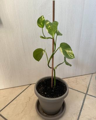 Piantina di Photos variegato