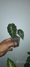 Alocasia Amazonica 