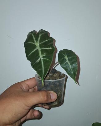 Alocasia Amazonica 
