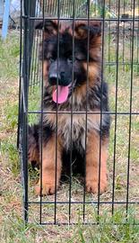 Cucciola di Pastore Tedesco a Pelo Lungo