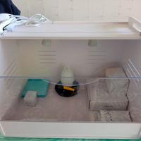 Incubatrice per pulcini, rettili e piccoli animali