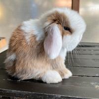 Conigli coniglietti cuccioli
