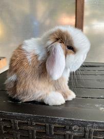 Conigli coniglietti cuccioli