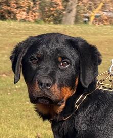 Rottweiler