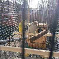 Voliera per cocorite inglesi