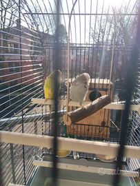 Voliera per cocorite inglesi