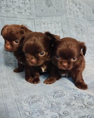 chihuahua maschietti 