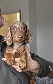 Bassotti arlecchino taglie piccole