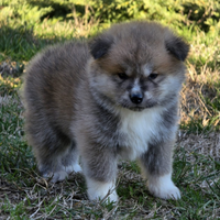 Cucciolo Akita inu