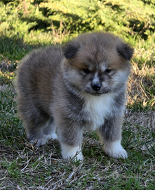 Cucciolo Akita inu