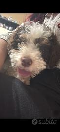 Lagotto romagnolo