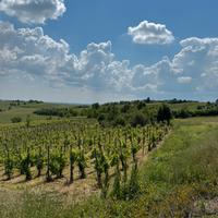 Vigneto oltrepò Pavese