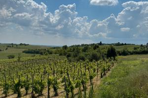 Vigneto oltrepò Pavese