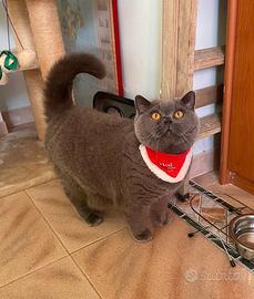 British shorthair