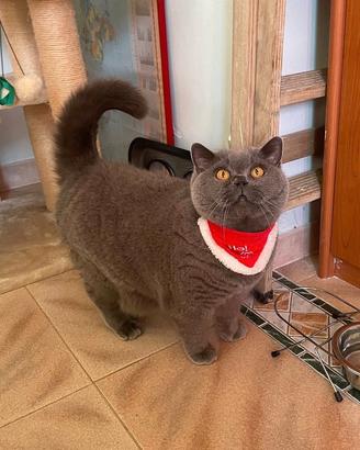 British shorthair