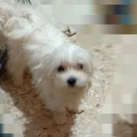 Maltese femmina 8 mesi