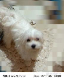Maltese femmina 8 mesi