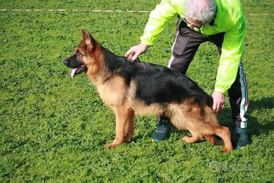Cucciolona di pastore tedesco