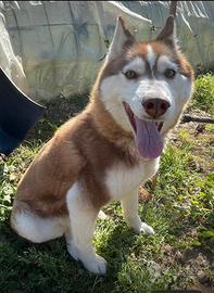 Husky maschio e femmina