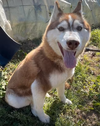 Husky maschio e femmina