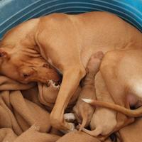 Cuccioli di Cirneco dell'Etna