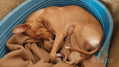 Cuccioli di Cirneco dell'Etna