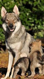 Cuccioli di lupo cecoslovacco