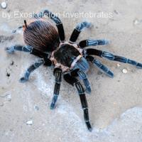 Vagans sessata femmina 6.5cm