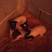 Cuccioli bodogueros