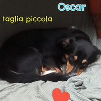 Oscar taglia piccola