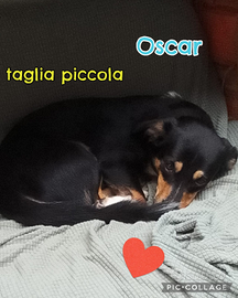 Oscar taglia piccola