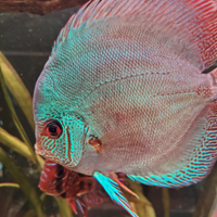 Pesci Discus