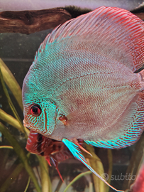 Pesci Discus