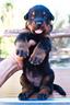 cucciolo-beauceron-maschio-nero-focato