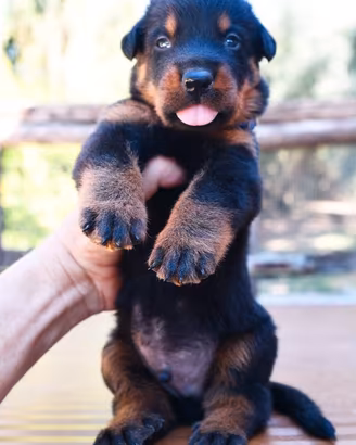 Cucciolo BEAUCERON maschio nero focato