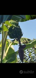 piante di banani