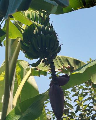 piante di banani