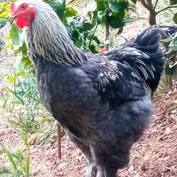 Coppie di brahma