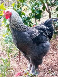 Coppie di brahma