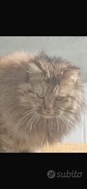 Gatto a pelo lungo