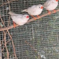 Uccellini esotici prezzo simbolico