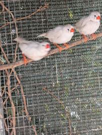 Uccellini esotici prezzo simbolico