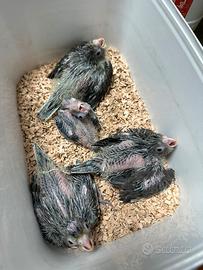 Pulli di calopsite DA IMBECCO