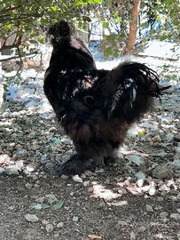 Galline ornamentali e anatre mute