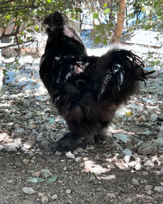 Galline ornamentali e anatre mute