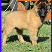 Cane da Pastore Belga TERVUEREN