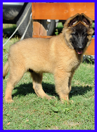 Cane da Pastore Belga TERVUEREN